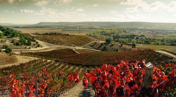 Weinberge von Quinta Sardonia